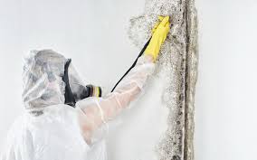 Best Biohazard Mold Removal  in Bourg, LA